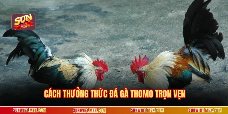 Cách thưởng thức đá gà thomo trọn vẹn