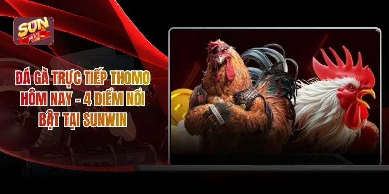 Đá gà trực tiếp Thomo hôm nay
