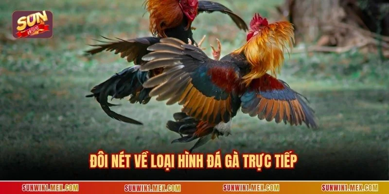 Đôi nét về loại hình đá gà trực tiếp