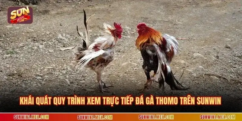Khái quát quy trình xem trực tiếp đá gà Thomo trên Sunwin