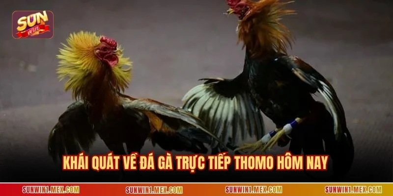 Khái quát về đá gà trực tiếp Thomo hôm nay