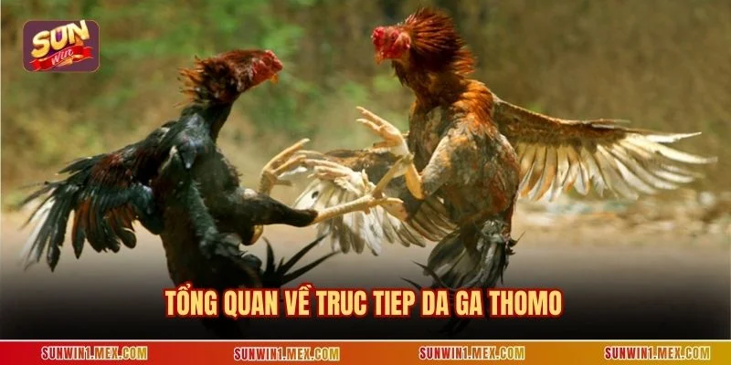 Tổng quan về truc tiep da ga Thomo