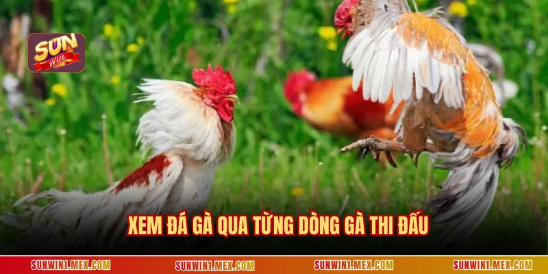 Xem đá gà qua từng dòng gà thi đấu